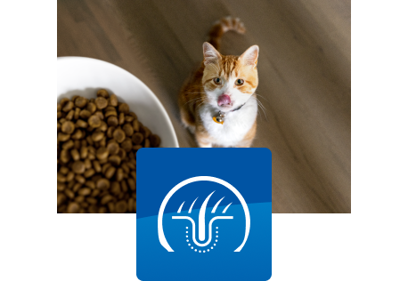 Cat resting with the owner in the bed