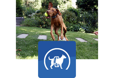 brown dog jumping in the air catching a ball