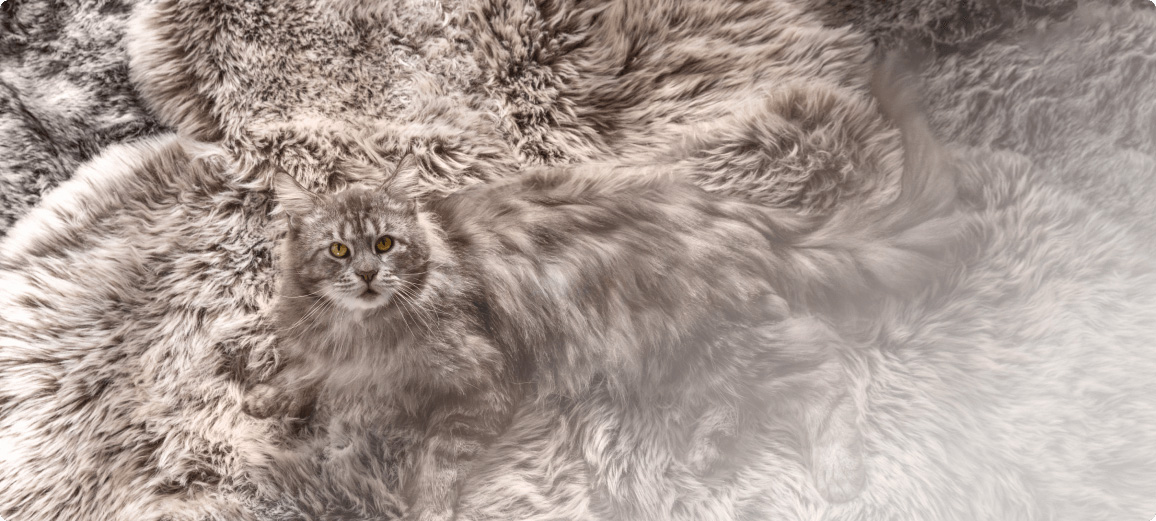 A grey furry cat sits on a matching grey color carpet.