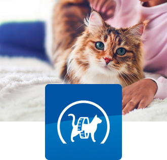 A small brown and white cat sits on a bed.